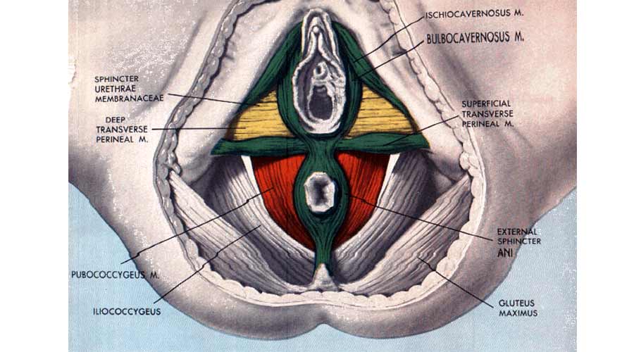 Muscoli del pavimento pelvico